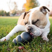 Kong Extreme Ödül Hazneli Köpek Oyuncağı Small 8 cm - 035585111605