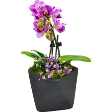 Çiçek Seli Turquoise Blue Phalaenopsis Orkide Siyah Geometrik Saksıda Cipsolu Orkide Çiçeği Hediye Canlı Bitki