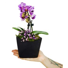 Çiçek Seli Turquoise Blue Phalaenopsis Orkide Siyah Geometrik Saksıda Cipsolu Orkide Çiçeği Hediye Canlı Bitki