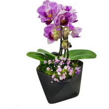 Çiçek Seli Turquoise Blue Phalaenopsis Orkide Siyah Geometrik Saksıda Cipsolu Orkide Çiçeği Hediye Canlı Bitki