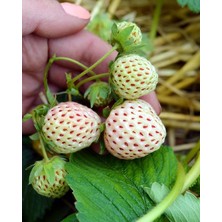 Tunç Botanik Beyaz Çilek Pineberry Fidesi 5 Adet