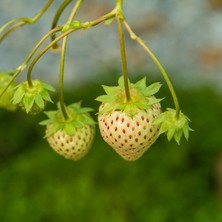 Tunç Botanik Beyaz Çilek Pineberry Fidesi 5 Adet