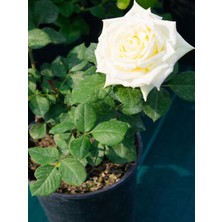 Bitkim Sende Saksılı Beyaz Gül Fidanı 1 ADET Saksılı 30-50Cm (White Rose)