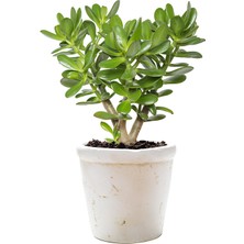 Bitkim Sende Bonsai Crassula Ovata Para Ağacı Yeşim 10CM Saksıda Büyük Boy