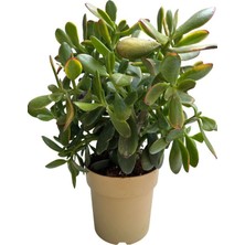 Bitkim Sende Bonsai Crassula Ovata Para Ağacı Yeşim 10CM Saksıda Büyük Boy