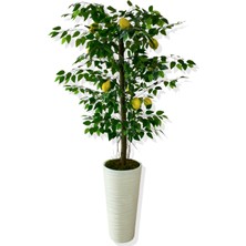 Cihan Çiçekçilik Yapay Ağaç Limon Ağacı 170 cm 56X30X20 Beyaz Kumsal Saksı