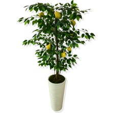 Cihan Çiçekçilik Yapay Ağaç Limon Ağacı 170 cm 56X30X20 Beyaz Kumsal Saksı