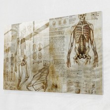 Painted Anarchy Anatomical Sketch Glass Print Home Decoration - Leonardo Da Vinci, Wall Decoration, Leonardo Da Vinci, Home Decoration, 45X30