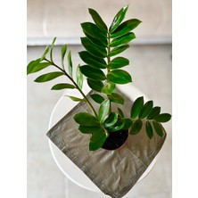 AGAPI Zamia Çiçeği-Zamio Culcas