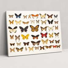 Painted Anarchy Zamansız Güzellik Kurutulmuş Kelebekler Kanvas Tablo - Kurutulmuş Kelebekler, Duvar Sanatı, Duvar Dekorasyonu, Kanvas Tablo, 50X30