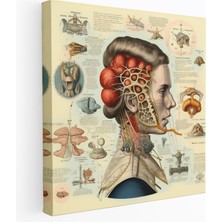 Painted Anarchy Tıbbın Anatomisi Kanvas Tablo - Tıp, Duvar Sanatı, Anatomik Yapılar, Anatomik Yapılar, 30X30 Kanvas Tablo