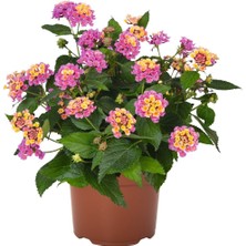 Serada Decor Plant Videolu 1 Adet Çalı Minesi Sarı/pembe Çiçeği Fidanı 15-25 cm Saksılı Çiçekli Bodur Lantana Camara