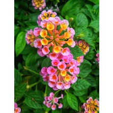 Serada Decor Plant Videolu 1 Adet Çalı Minesi Sarı/pembe Çiçeği Fidanı 15-25 cm Saksılı Çiçekli Bodur Lantana Camara