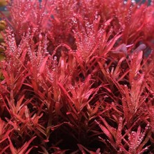 Rotala Rotundifolia Reddish Vietnam Saksı Canlı Bitki