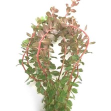 Rotala Rotundifolia Reddish Vietnam Saksı Canlı Bitki