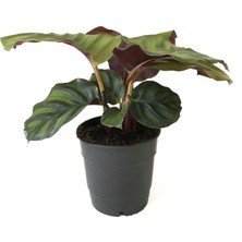 Betonish Calathea Fasciata (Dua Çiçeği)