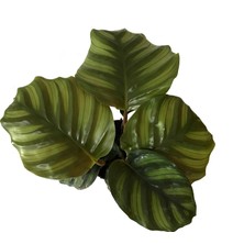 Betonish Calathea Fasciata (Dua Çiçeği)