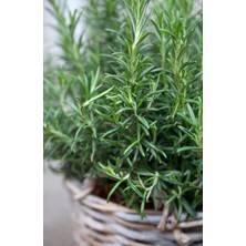 Bahçevilya Rosemary Biberiye Fidanı 1 Adet 15-25 cm Rosemary