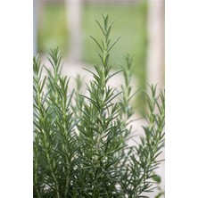 Bahçevilya Rosemary Biberiye Fidanı 1 Adet 15-25 cm Rosemary