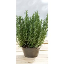 Bahçevilya Rosemary Biberiye Fidanı 1 Adet 15-25 cm Rosemary