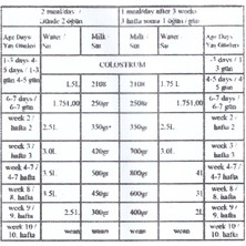 Relac 50 Buzağı Maması 25 kg