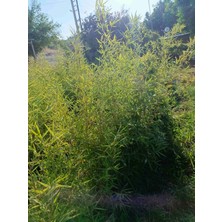 Aydoğdu Bambu Fidanı Phyllostachys Aureos 1.7/2 Metre