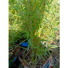 Aydoğdu Bambu Fidanı Phyllostachys Aureos 1.7/2 Metre