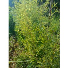 Aydoğdu Bambu Fidanı Phyllostachys Aureos 1.7/2 Metre