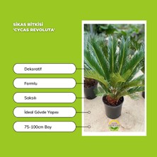 Fidan Sepetim Sikas Bitkisi 'cycas Revoluta'