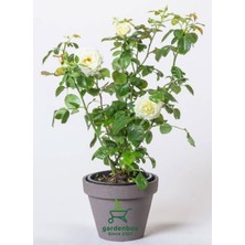 Garden Box Beyaz Renk Gül Fidanı 1 Adet Saksılı 30-50CM Bahçe Bitkisi