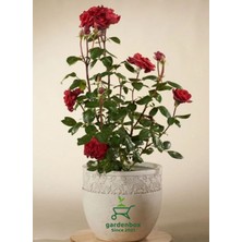 Garden Box Canlı Kırmızı Renk Gül Fidanı 1 Adet Sakısda Bahçe Çiçeği 30-40CM