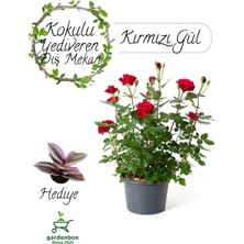 Garden Box Yediveren Kokulu Kırmızı Bahçe Gülü Fidanı 30-50CM+TELGRAF Çiçeği