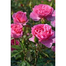 Garden Box Canlı Kokulu Pembe Renk Gül Fidanı Saksılı Yediveren 30-50CM