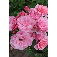 Garden Box Kokulu Reçellik Iparta Gülü Fidanı 1 Adet Saksılı 30-60CM