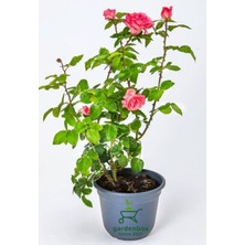 Garden Box Canlı Bahçe Gülü Pembe Renk 30-50CM (Pink Rose)