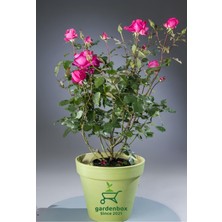 Garden Box Mis Kokulu Canlı Pembe Isparta Gülü 30-40CM
