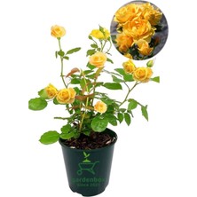 Garden Box Yediveren Sarı Renk Gül Fidanı 1 Adet Saksılı 30-60CM Dış Mekan Çiçeği