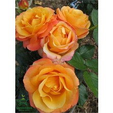 Garden Box Yediveren Turuncu Renk Gül Fidanı 1 Adet Saksılı 30-60CM (Orange Rose)