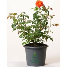 Garden Box Bahçe Çiçeği Turuncu Gül Fidanı Kokulu Yediveren 1 Adet Saksılı 30-50CM
