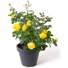 Garden Box Saksılı Bahçe Gülü Sarı Renk 1 Adet Saksılı 30-50CM Dış Mekan Bitkisi