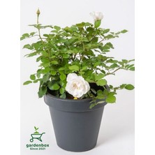 Garden Box Beyaz Gül Fidanı Yediveren Salon Gülü 20-40CM (White Rose)