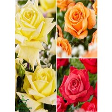 Garden Box Yediveren Saksılı Kokulu 3 Adet Gül Fidanı Seti Sarı+Turuncu+Kırmızı