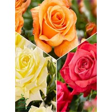 Garden Box Yediveren Saksılı Kokulu 3 Adet Gül Fidanı Seti Turuncu+Sarı+Kırmızı
