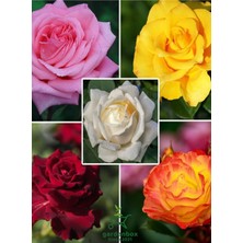 Garden Box Canlı Saksılı Gül Fidanı Seti  5 Adet Kokulu Gül Pembe+Sarı+Kırmızı+Turuncu+Beyaz 30-50CM