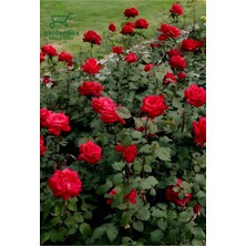 Garden Box Kırmızı Gül Fidanı Yediveren Salon Gülü 20-40CM (White Rose)