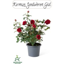 Garden Box Saksılı Kırmızı Renk Gül Fidanı 1 Adet 30-50CM Bahçe Gülü