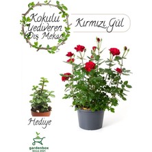 Garden Box Yediveren Kokulu Kırmızı Gül Fidanı 30-50CM+YEŞIM Çiçeği