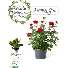 Garden Box Yediveren Kokulu Kırmızı Gül Fidanı 30-50CM+PARA Çiçeği