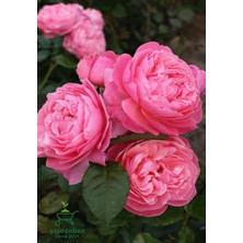 Garden Box Mis Kokulu Pembe Isparta Gülü Saksılı 30-50CM