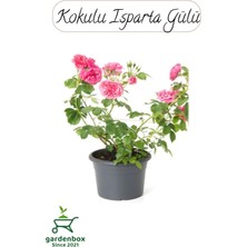 Garden Box Kokulu Isparta Gülü Fidanı 1 Adet Saksılı 30-50CM (Pink Rose)
